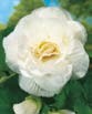 Begonia DOUBLE MEMORY WHITE